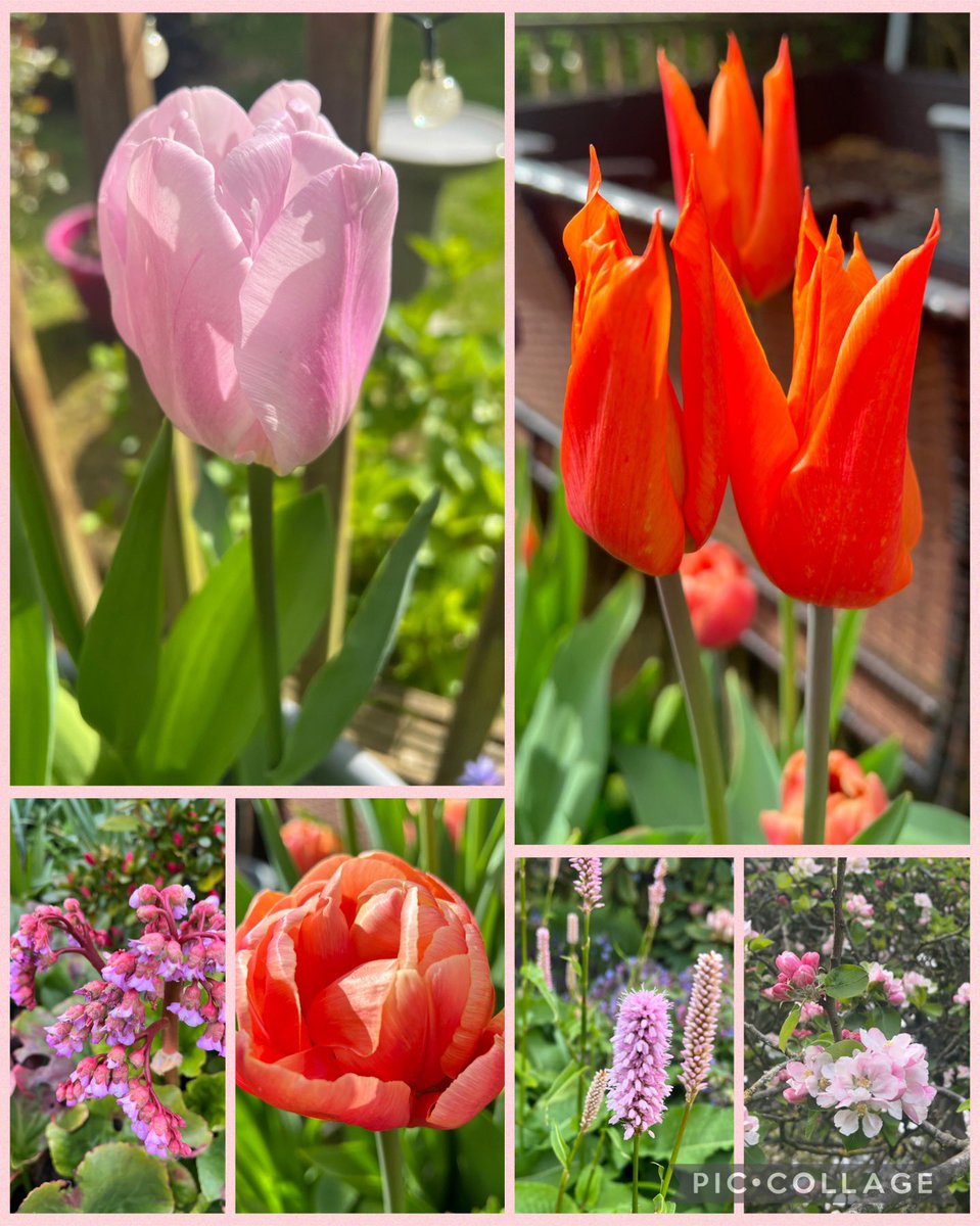 Last year, I made a concerted effort to plant more tulips for this spring & I’m so glad I did! Really pleased with this year’s blooms! Even more next year though! Happy #SixOnSaturday & enjoy the dry weather if you have it! 🩷🧡🌷🌸 #Spring2024 #SaturdayMotivation #GardeningX