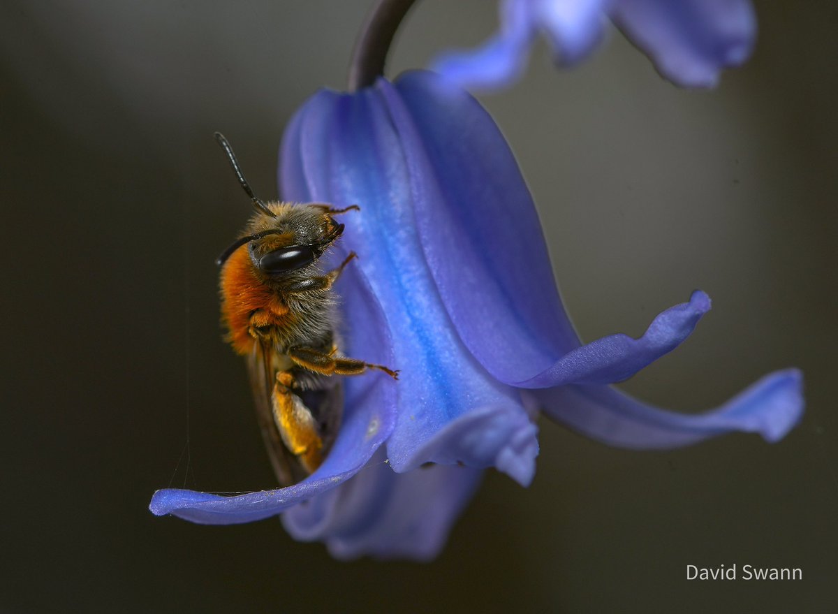 Bee. @Natures_Voice @NorthYorkMoors @YorksWildlife @WoodlandTrust @wildflower_hour @ThePhotoHour @MacroHour
