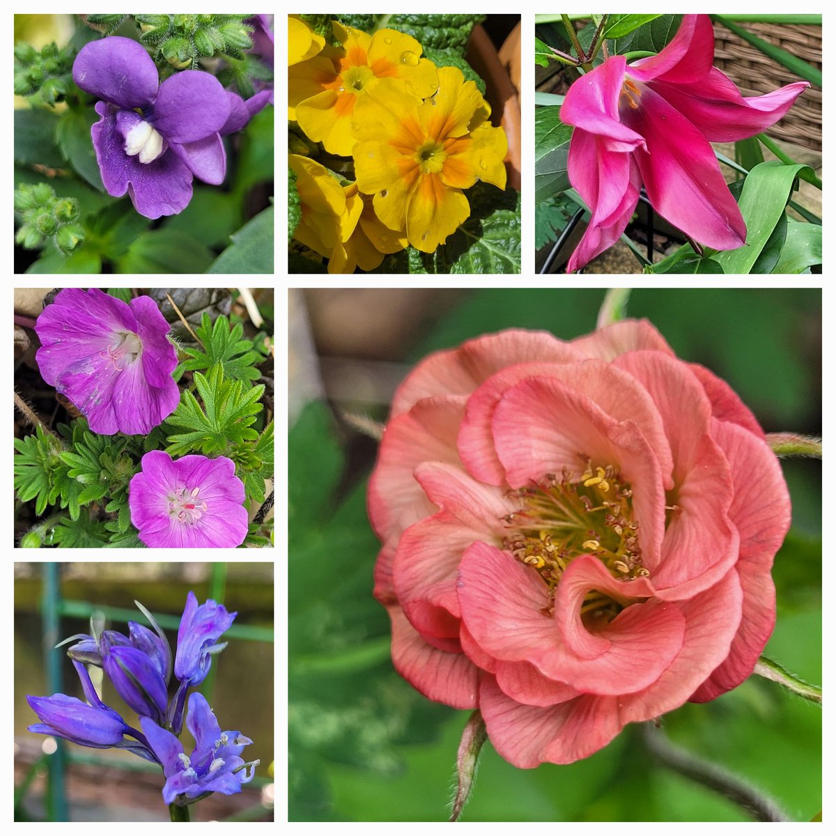 This weeks #SixOnSaturday Tender plants and seedlings in growhouses survived very low overnight temperatures. Luckily no frost. Sunny start to the weekend, hoping to spend time in the garden. Have a lovely day everyone🌸 🌿 #flowers #GardeningX #garden #WeekendVibes #spring
