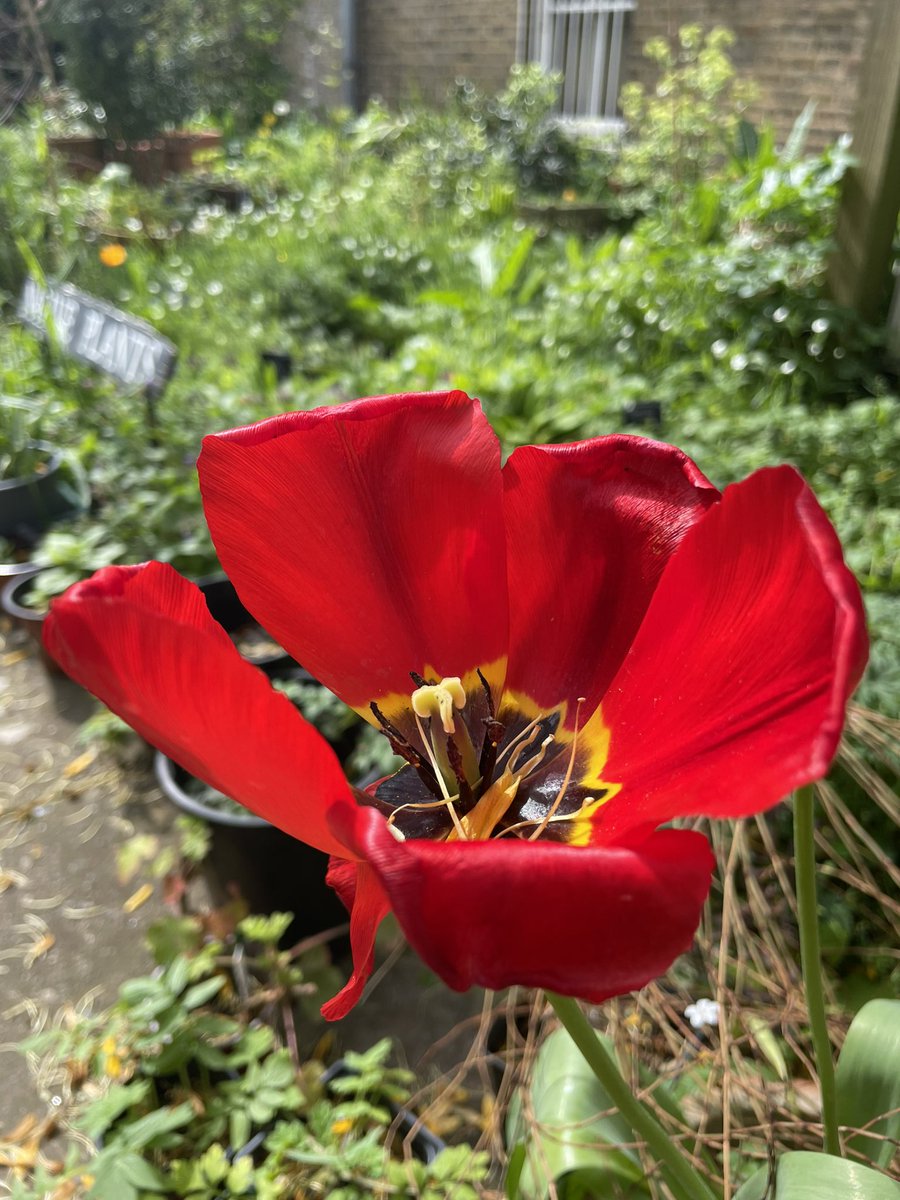 VISIT OUR GARDEN NEXT SUNDAY
For the first time in over a year, our botanic garden will be open!
Part of the NGS (National Garden Scheme) Sunday 28 April 2pm – 5pm.
Tickets: findagarden.ngs.org.uk/garden/8456/so…
We’re looking forward to having you!

#NGS #SLBI #SouthLondon #BotanicGarden