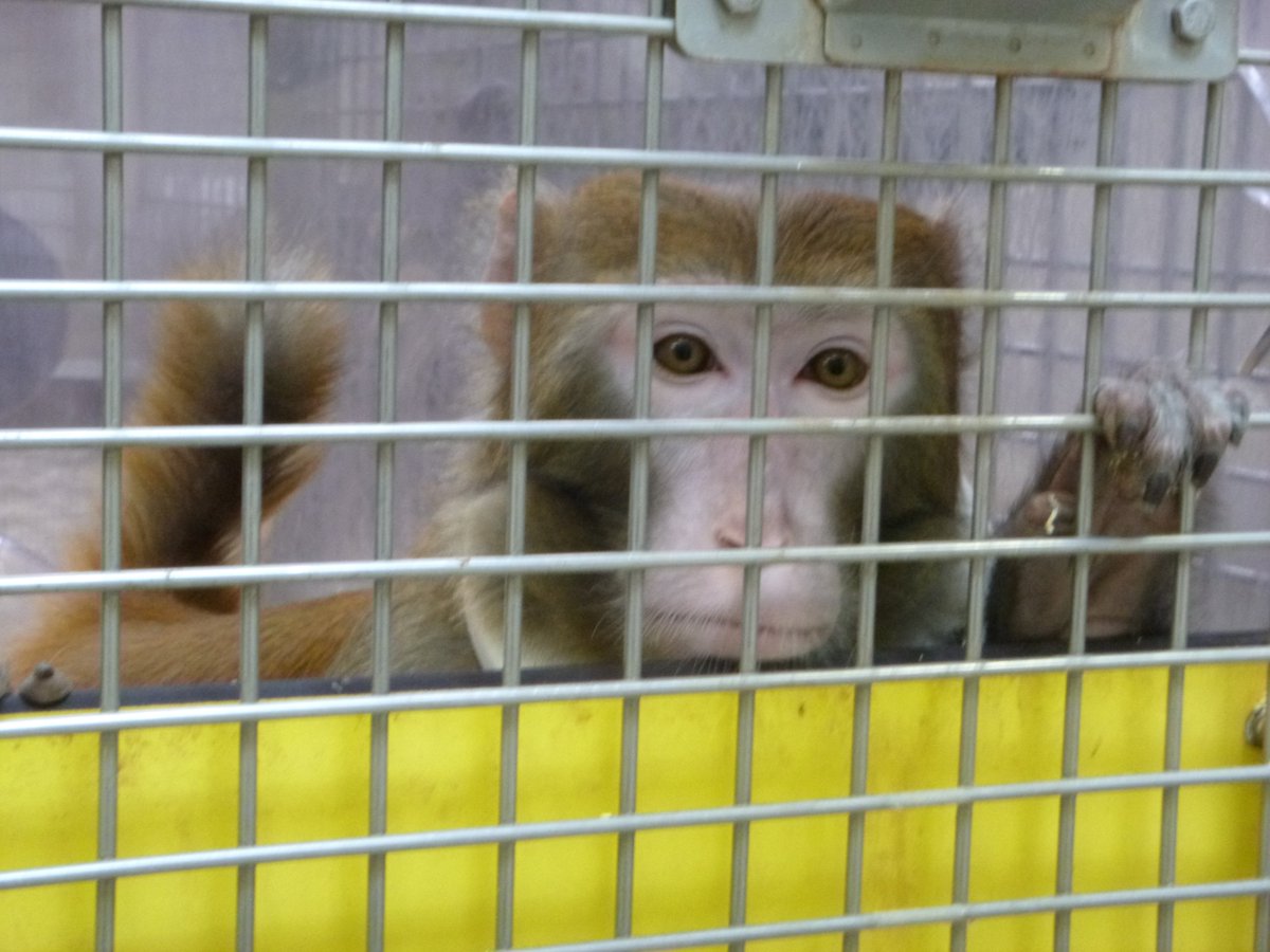 Use of rhesus #macaques in irradiation research in #USA makes mockery of public assurances of humane care & use of animals. It is reprehensible that these #monkeys were cruelly manipulated & made to suffer substantially before being killed: tinyurl.com/mtek2mfm