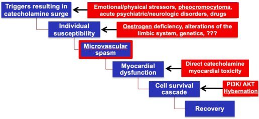 Takotsubo syndrome 💔should be considered an ACS or a cardiomyopathy?

Read our review article just published online OPEN ACCESS 📖

An update on the mechanisms of Takotsubo syndrome: “At the end an acute coronary syndrome”

<a href="/JMCCardiology/">Journal of Molecular and Cellular Cardiology</a> #Takotsubo 

jmcc-online.com/article/S0022-…