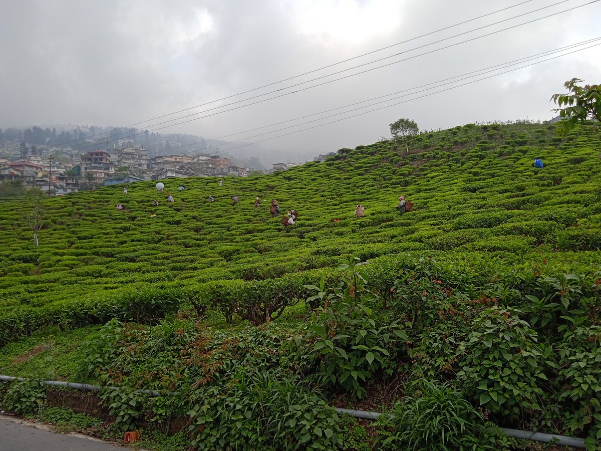 Only 87 tea estates in the Darjeeling region can sell their tea under the world famous 'Darjeeling tea' brand due to the Geographical Indicator (GI) tag. Tea from these estates are auctioned anywhere between INR 8,000-40,000a kg. Yet workers in these estates