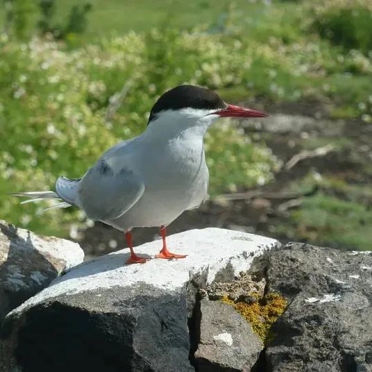 A seabird Saturday! Here are some species which will hopefully benefit from the recent Sandeel fishing ban in Scottish and Northern English waters. puffin with said fish, guillemots, kittiwake and Arctic tern.
#superseabirds