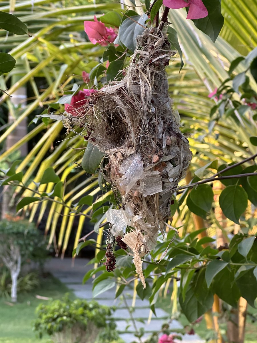 What a perfect example of using all waste materials for building a house ( Nest) by a cute bird. Sustainability and waste recycling. We Sapiens need to learn a lot from Nature . #nature #nest