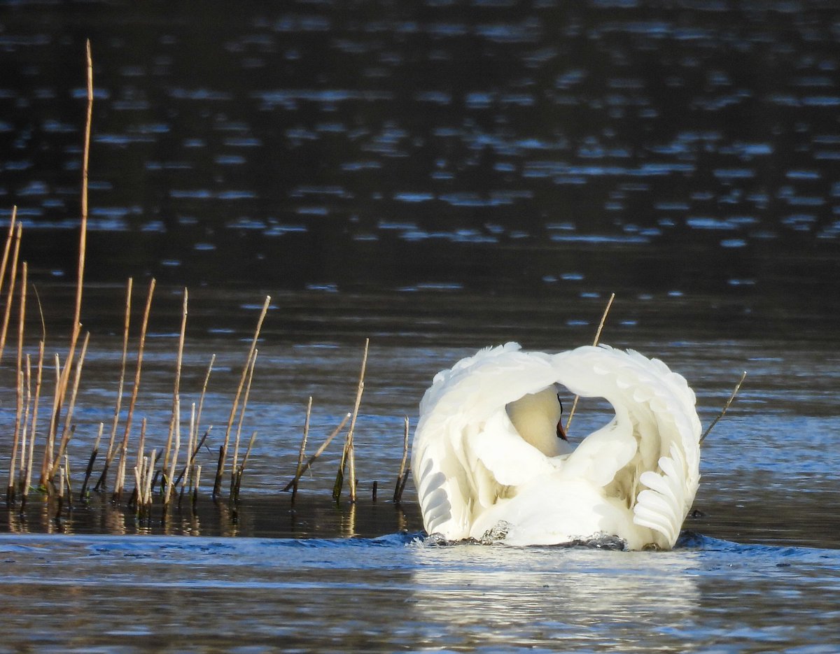 Swan love, have a good Saturday 🙂 #goodmorning #HappySaturday #Swans #nature #birdphotography #BirdsOfTwitter #TwitterNatureCommunity