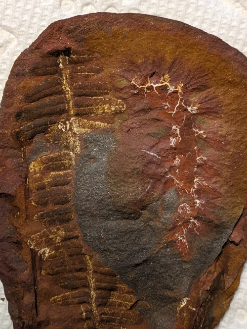 Fossil Friday #209: Palaeocampa anthrax #fossils #paleontology #MazonCreek #FossilFriday #worm #polychaete #pennsylvanian

A very rare worm from the Mazon River.

esconi.org/esconi_earth_s…