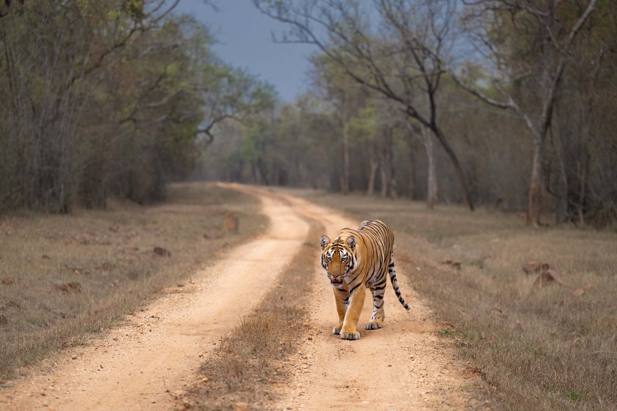 Trails taking us to #Tigers of TADOBA. #CatsOfTwitter Well captioned or you have some suggestions in comments ? @Discovery