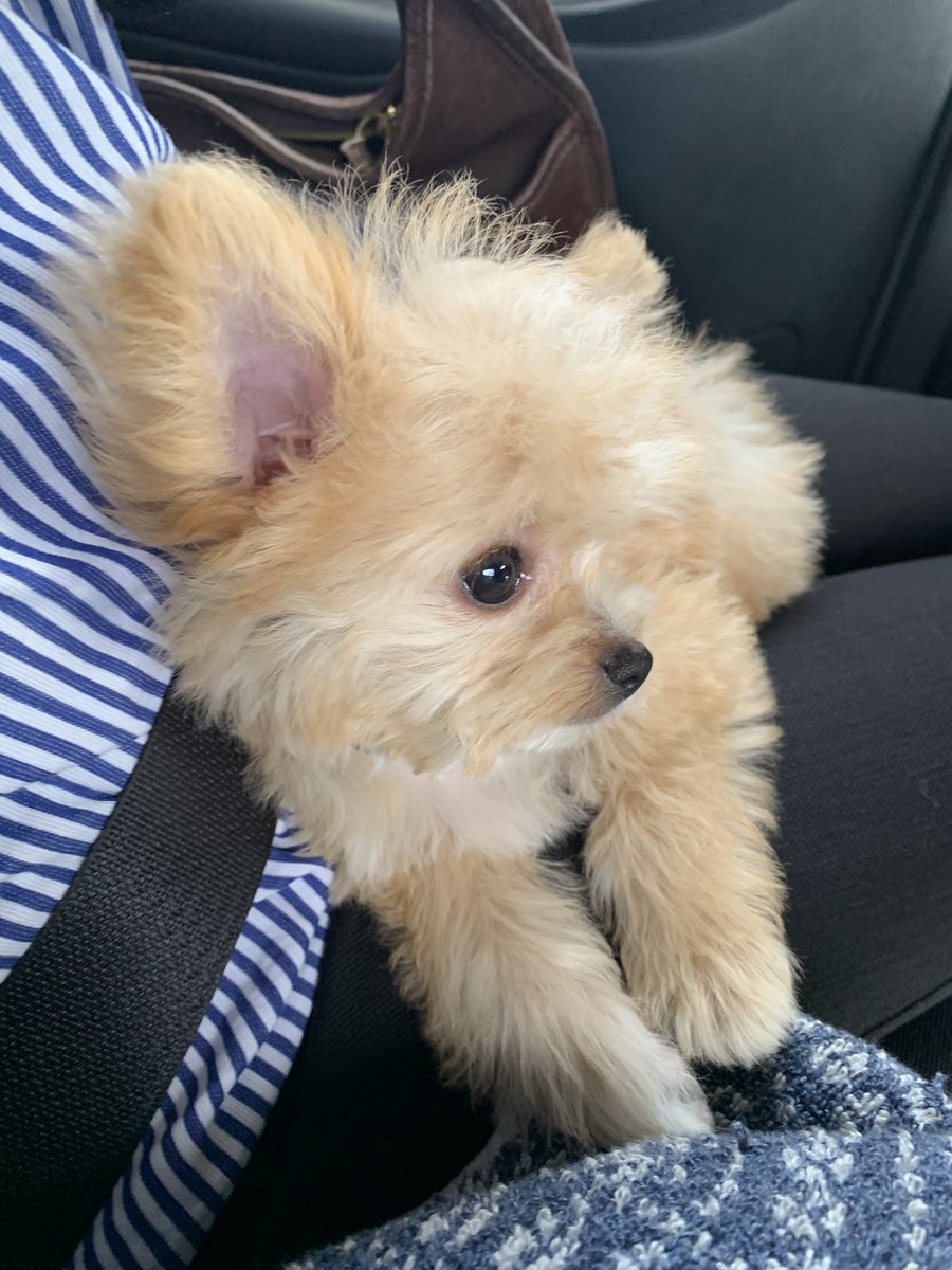 PanniBlue's tweet photo. 子犬はお店のサービスになっていたシャンプーをしてもらいました✨
薄汚れていましたがふわっふわになりました💕
ありがとうございました🥰
#DOGSTAGE https://t.co/6WJ4g2Q3J5