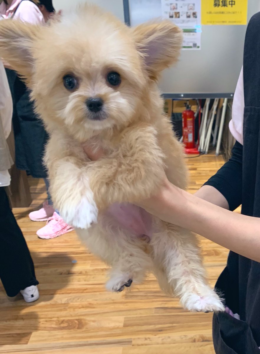PanniBlue's tweet photo. 子犬はお店のサービスになっていたシャンプーをしてもらいました✨
薄汚れていましたがふわっふわになりました💕
ありがとうございました🥰
#DOGSTAGE https://t.co/6WJ4g2Q3J5