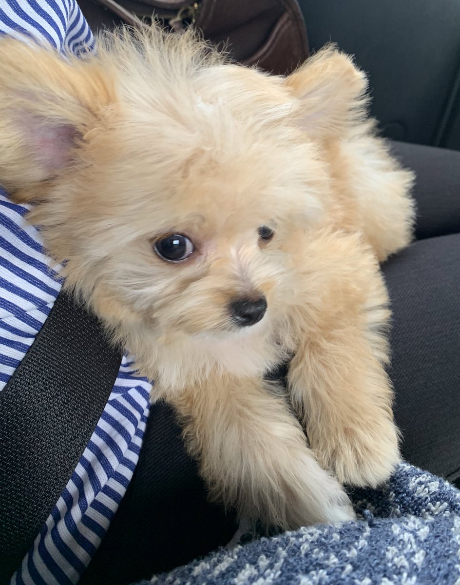 PanniBlue's tweet photo. 子犬はお店のサービスになっていたシャンプーをしてもらいました✨
薄汚れていましたがふわっふわになりました💕
ありがとうございました🥰
#DOGSTAGE https://t.co/6WJ4g2Q3J5