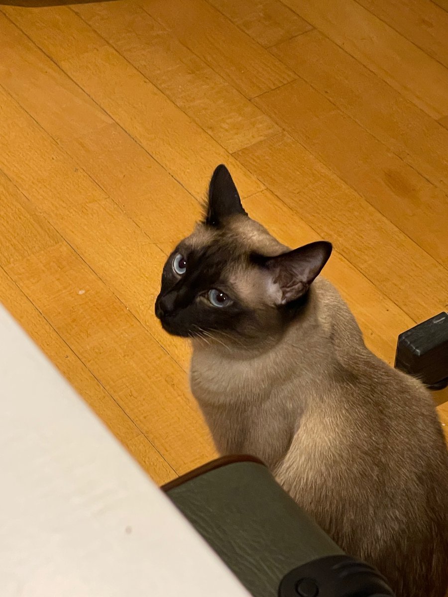 #문수아 #MOONSUA🫧

SUA sent a selca with Roa also some photos of Roa and Mozza!!😭😭😭😭😭😭😭😭😭 

OMG!! i missed seeing them so much!!!