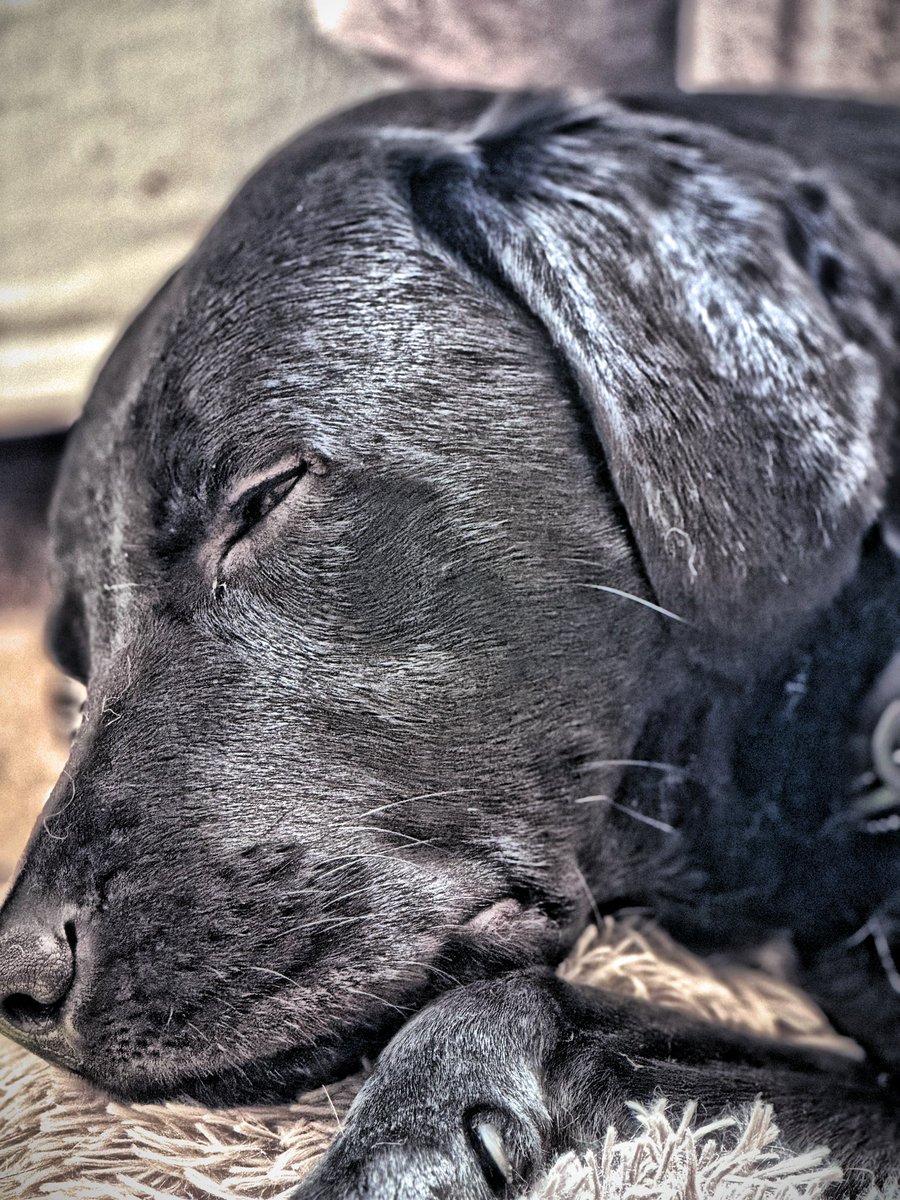 tedthelabrador's tweet photo. To halt this bloodshed, choose a stalwart leader. Vote for Ted the Labrador, symbol of strength and unity. #TedforPeace #Leadership #Election2024 #voteted https://t.co/rdHsVzEoz7