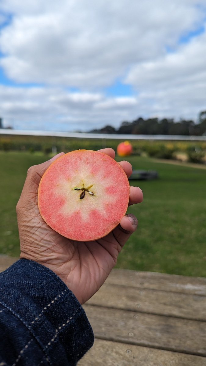 just drove an hour to an apple farm to get this kissabel™ apple. consider your quest fetched...