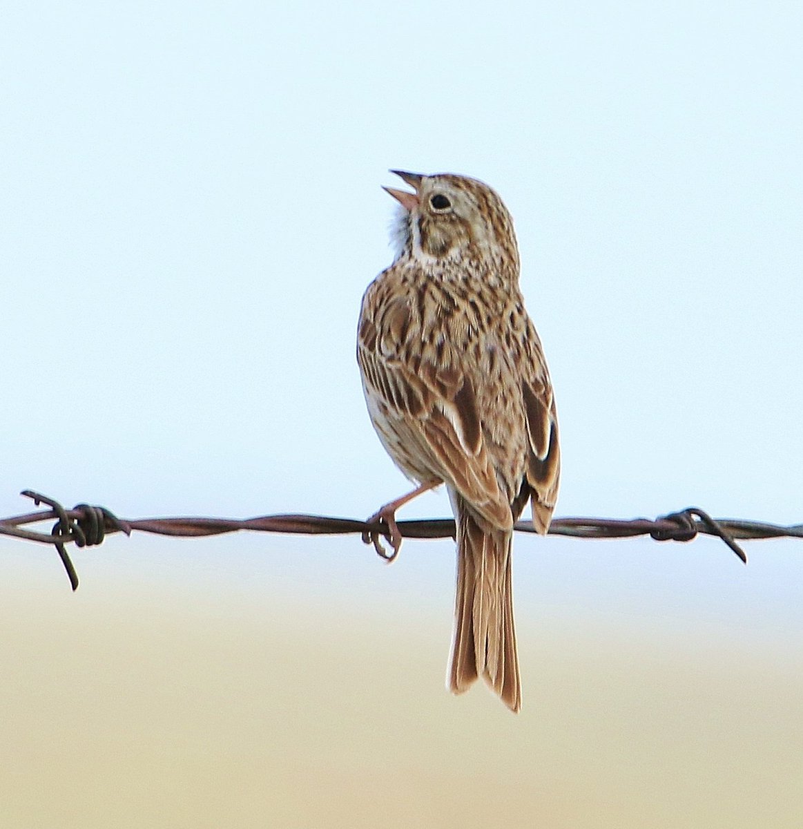 A little birdie told me. #NaturePhotography