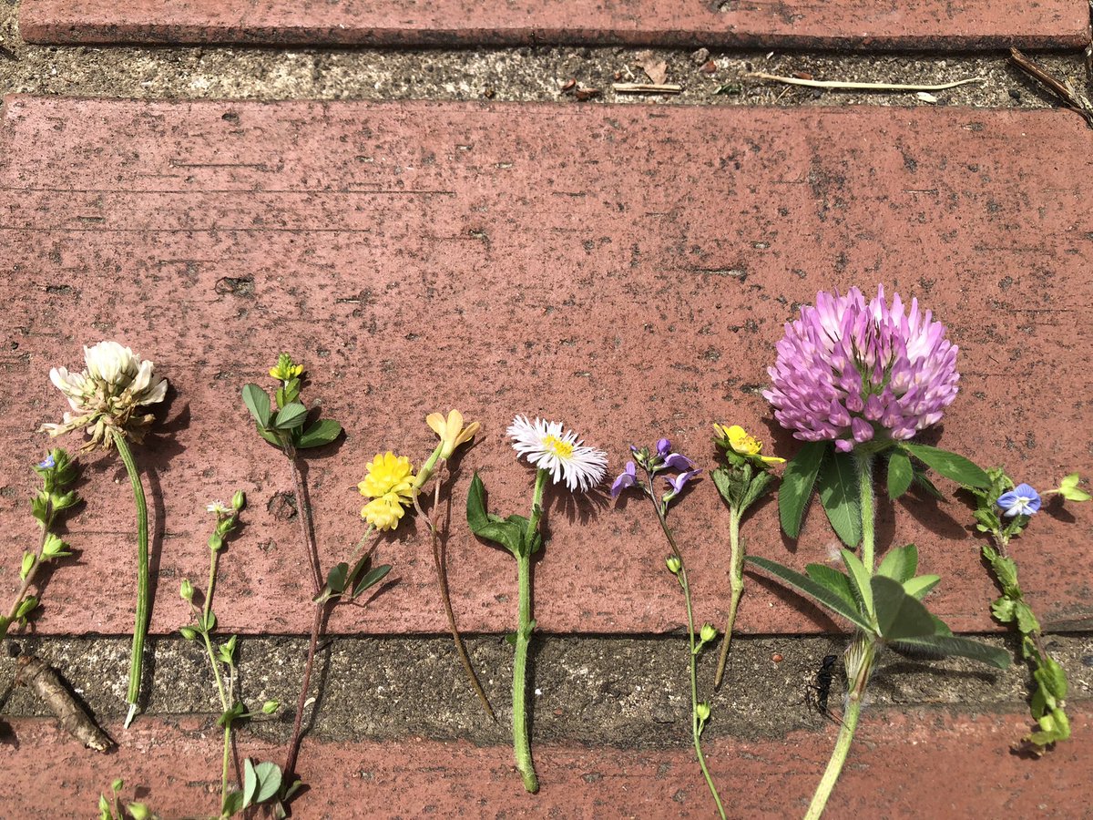 春の花🌸
名前、全部言える人いますか？