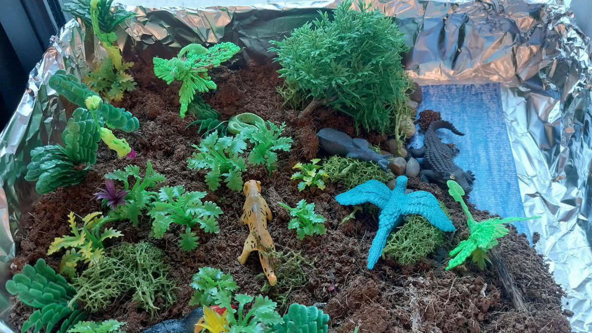 Check out these incredible ecosystems dioramas made by our talented 5th graders! They've brought our unit to life with creativity and detail. #STEMeducation #5thgrade #Ecosystems