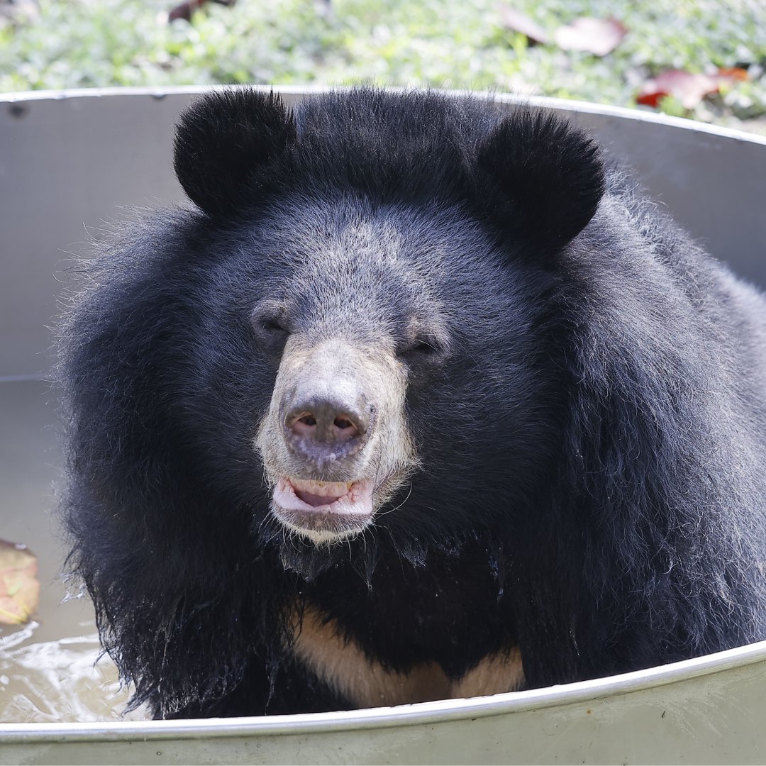 Beautiful, happy Kindness enjoying her tub 😍💦 #bears #happyanimals #rescuedanimals #content #chilled #nobearleftbehind #endbearbilefarming #animalsasia