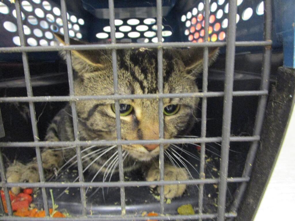 This is Nibbles ID 656994 Date Acquired: 4/19/2024 How acquired: owner turn in Adoptable on: 4/19/2024 Cage: 684 Age: 1 year Gender: male Color: tabby Health: good Temper: fear aggression Cobb County Animal Services is located at: 1060 Al Bishop Dr. M… ift.tt/oqRF8yc