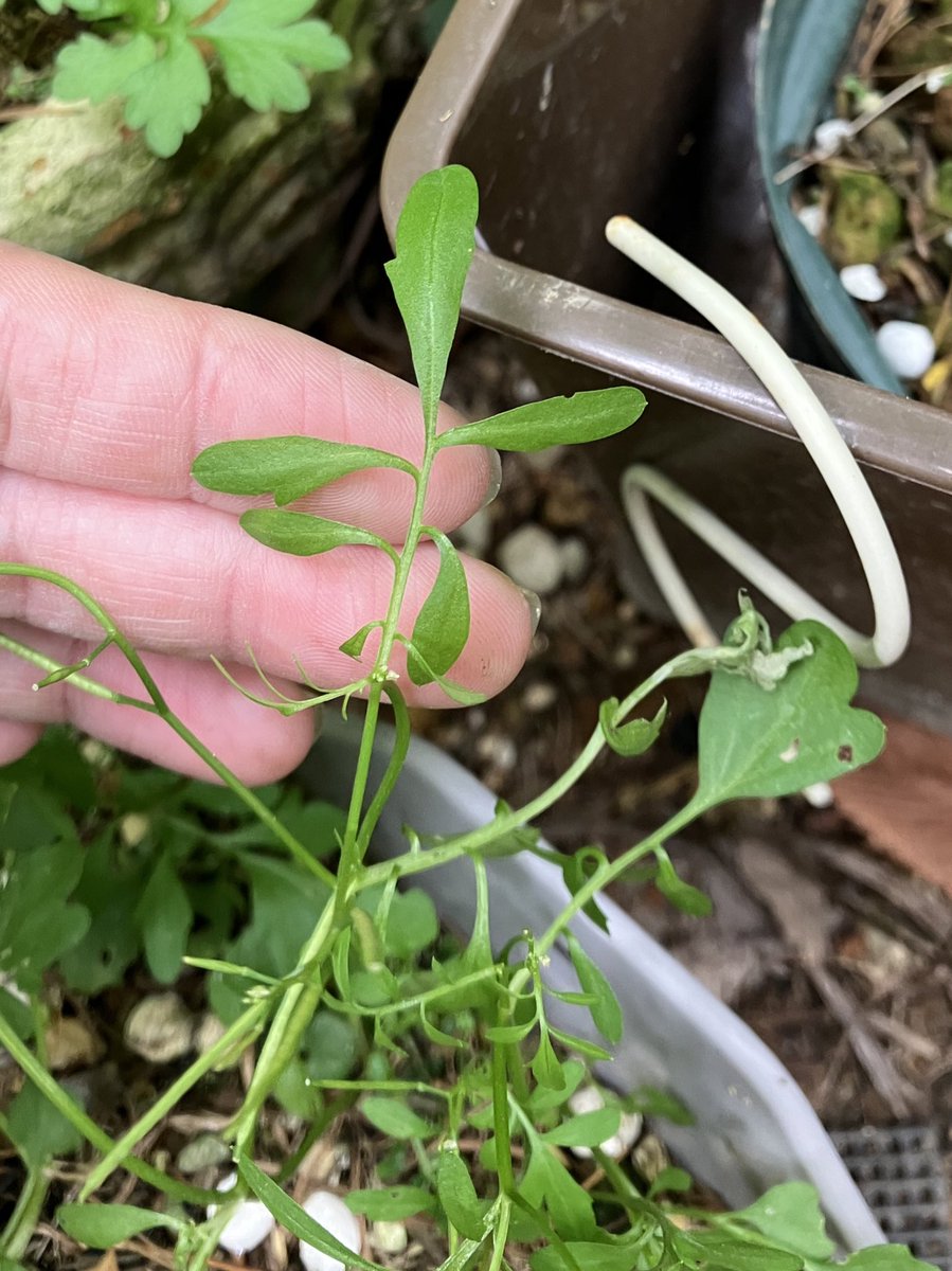 liklikmeri's tweet photo. このCardamineの続き

同じ株なんだけど、
茎葉の小葉がますますでたらめになってきた🤣 https://t.co/ArWLw7OcPR