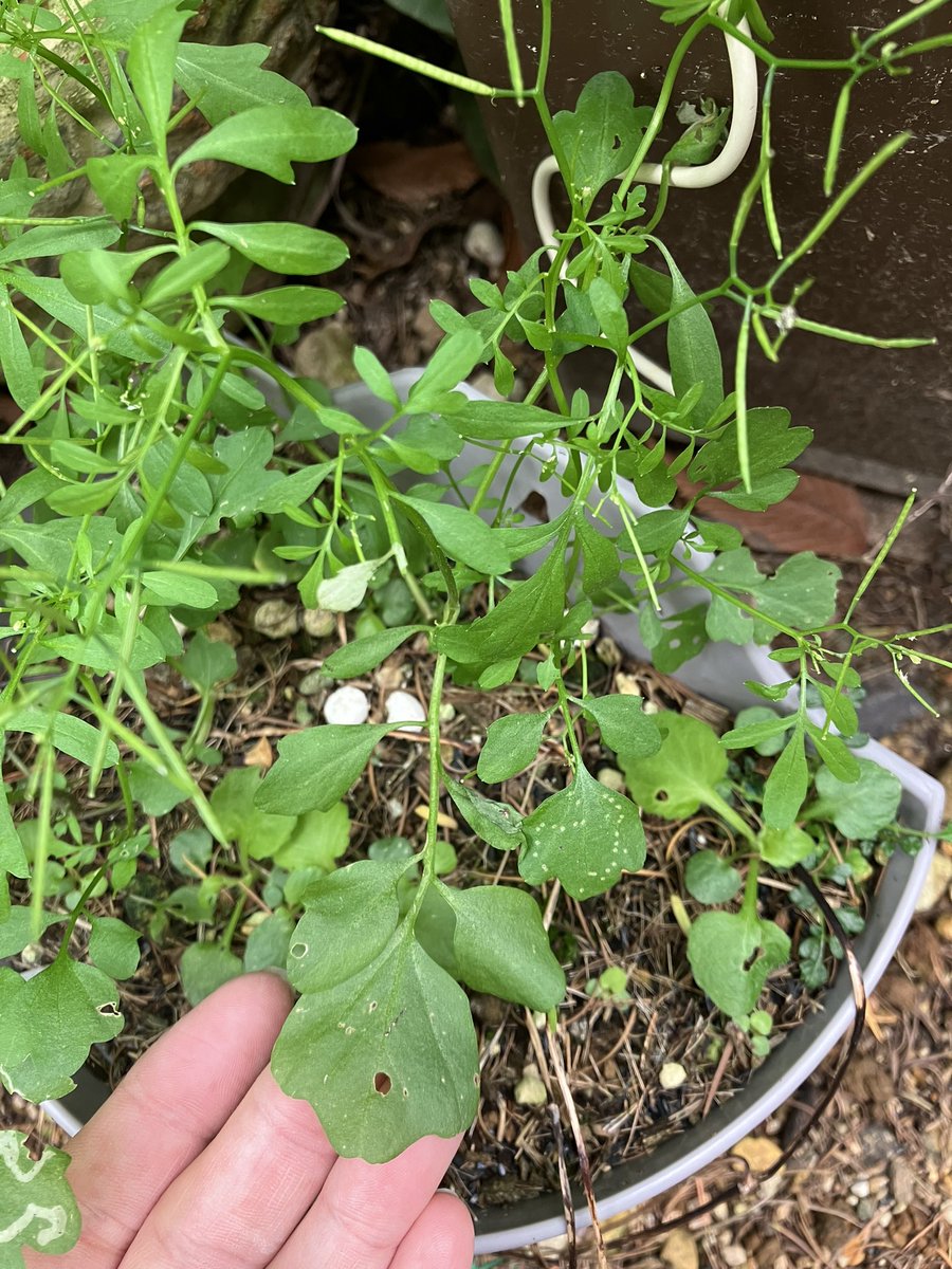 liklikmeri's tweet photo. このCardamineの続き

同じ株なんだけど、
茎葉の小葉がますますでたらめになってきた🤣 https://t.co/ArWLw7OcPR