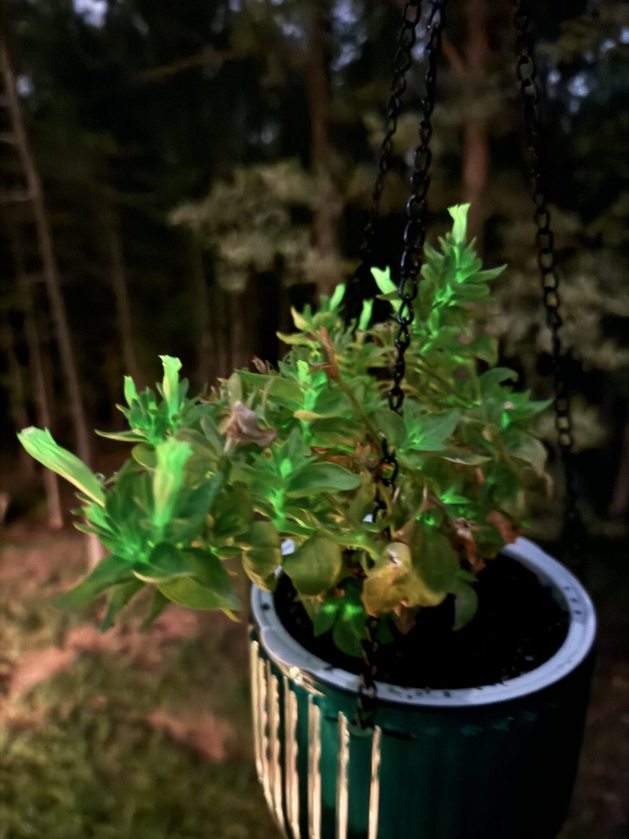 БЯΞДDFДИ 👻 tweet media