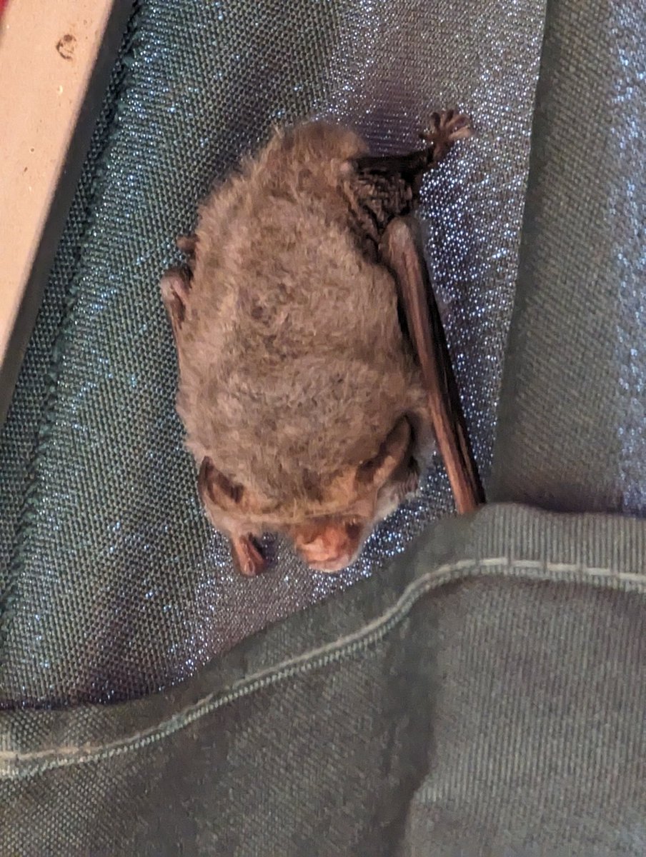 Found a little microbat friend in our sun shade today in Canberra. Any help on id appreciated.