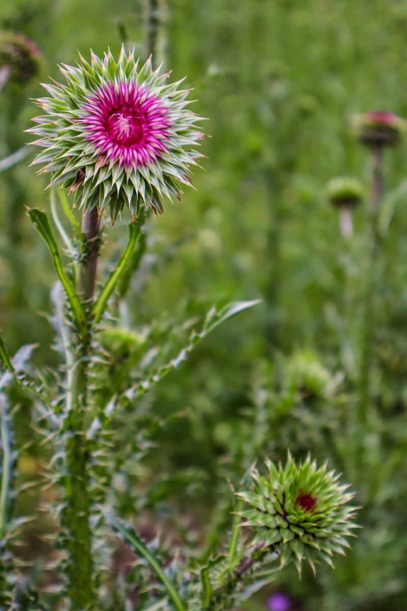 bonnerwrites's tweet photo. “Flower”

#photography #photograghy #photographer #PhotographyIsArt #art #artistic #Flowers #FlowersOnFriday #weeds #russiandeathweed https://t.co/xoa0BeZYYB