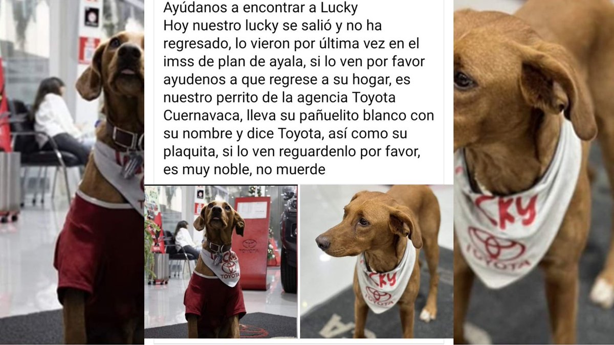 24 Morelos tweet media