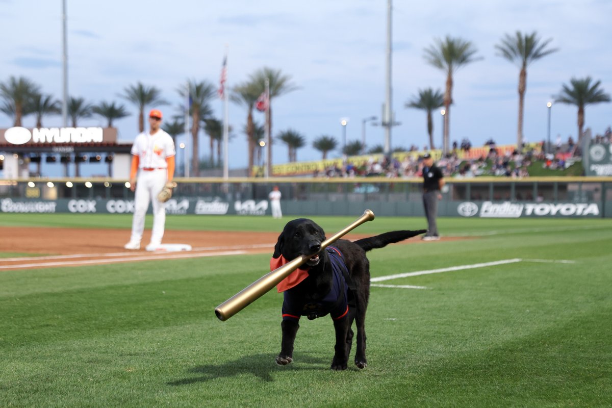 Finn the Bat Dog retrieves his honorary golden bat on Friday at Las Vegas Ballpark as part of a retirement ceremony for bat-collecting black Labrador, who turns 12 in May. He had been with the team since 2016. @ellenschmidttt @reviewjournal