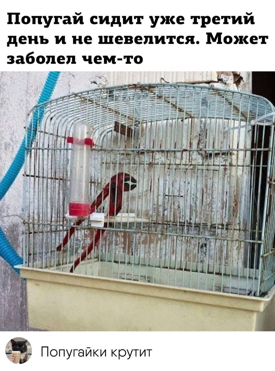 _retro_genesis_'s tweet photo. Бля смотрите какой мем смешной https://t.co/qaI4ccSMmD