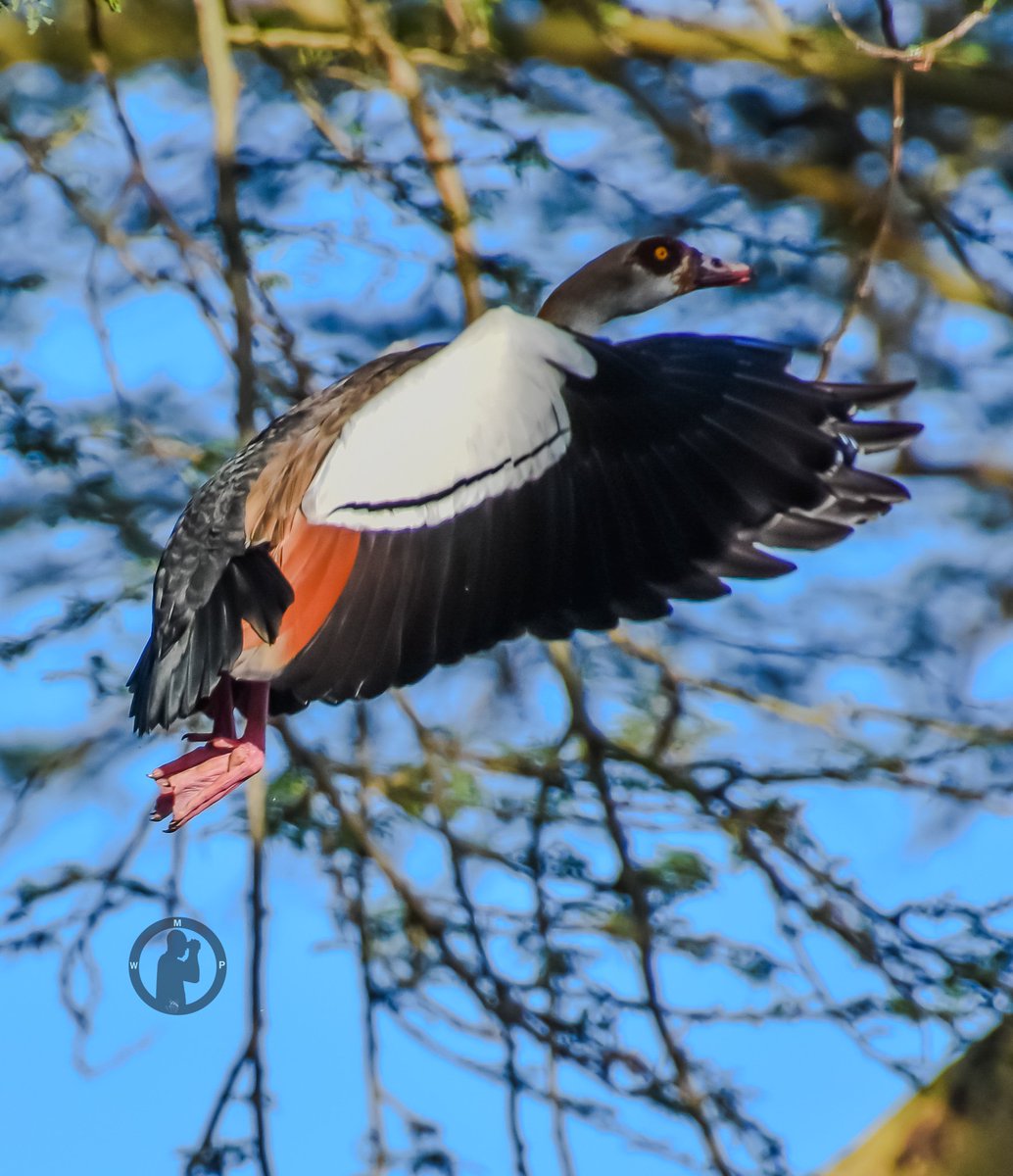 Egyptian Goose - Alopochen aegyptiaca

Elsamere,Lake Naivasha,Kenya.(march 2024)

#martowanjohiphotography #birdwatching254 #birdwatchingwithmartowanjohi #BirdsSeenIn2024 #birdsoftwitter #TwitterNatureCommunity #goose #naivasha #nikon #tamronlens #kenya #birdbuddy #bdasafaris