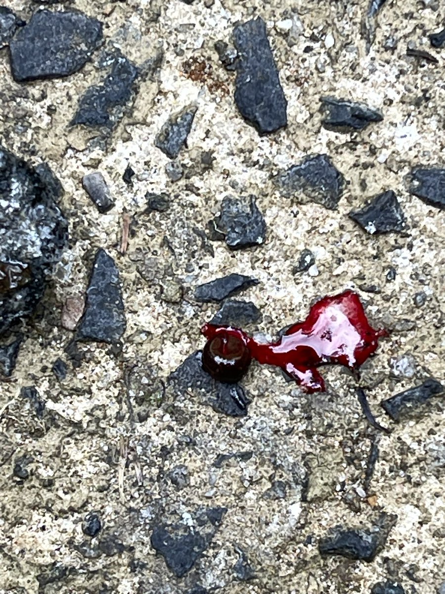 got sucked off by leeches for the first time