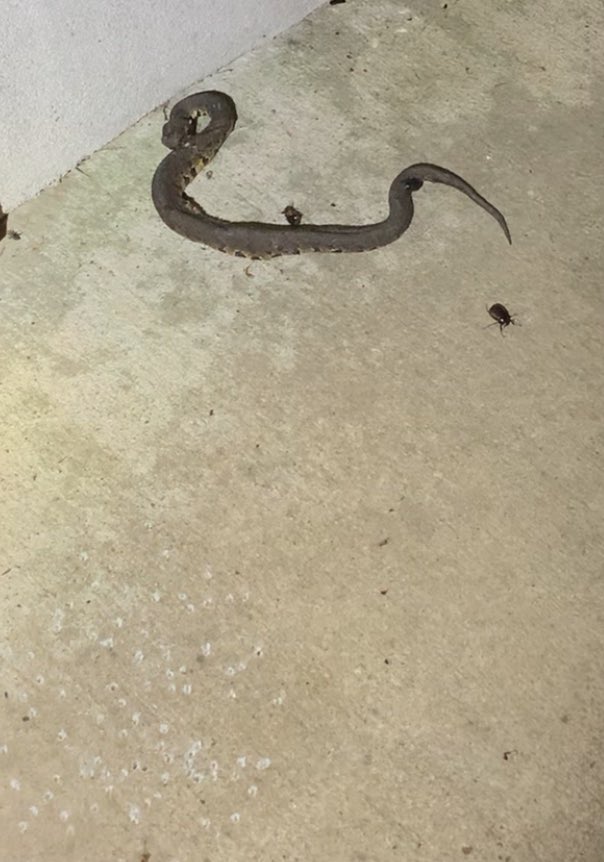 _LynnJordan's tweet photo. Country living necessities @ shotshell. B4 anyone comes at me, I live on 7 acres…that snake had room to roam, it gets in my yard it’s toast. It almost tagged my 14 year old dachshund, & I’m certainly not educated on/or competent enough to handle a poisonous snake!
#Mocassin https://t.co/l8mid2VN6H