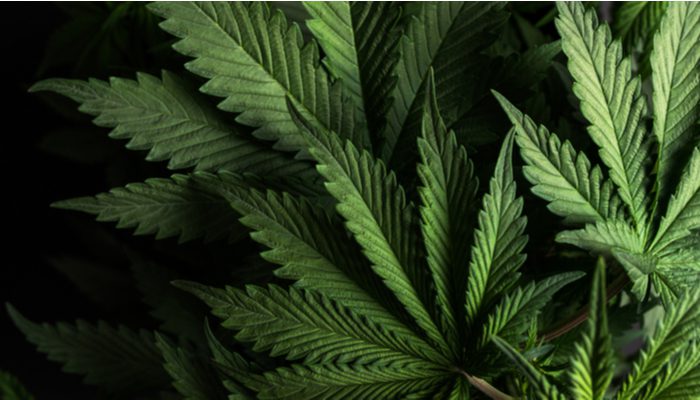 Navigating Cannabis PR With Fluctuating Legislation dlvr.it/T5lmzf #LatestPosts #MediaRelations