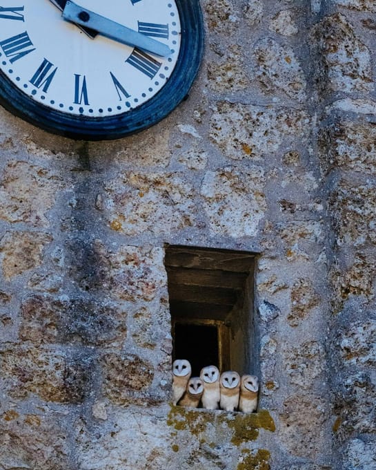 Una familia de búhos en la torre del reloj en Francia 🥐🇫🇷
