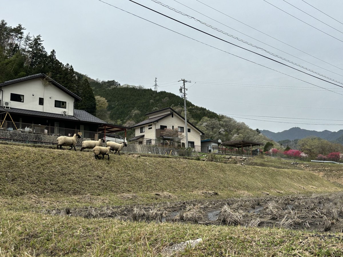 水入れ前の田んぼでヒツジが放牧されていた。地区の農業グループが8年前から草刈りに活用しているらしい。最初はつがいだけだったのが今では11匹に。斜面もきれいに草を食べてくれて草刈りも除草剤も必要ないといい、「ヒツジは今ではなくてはならない存在」と住民。