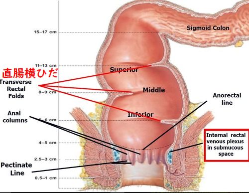 prostate727's tweet photo. 直腸ひだ

直腸にひだが３つある。3つとも性感帯で真ん中の襞はより感じるらしい

指やチンポで引っ掛けるようにすると入れた方も入れられた方も昇天する

私は時々襞の存在を意識できる程度で感じたことはない

先ずはひだに当たっている感覚を身につけないと
＃ドライオーガズム ＃アナル https://t.co/8KkN6WuQxt