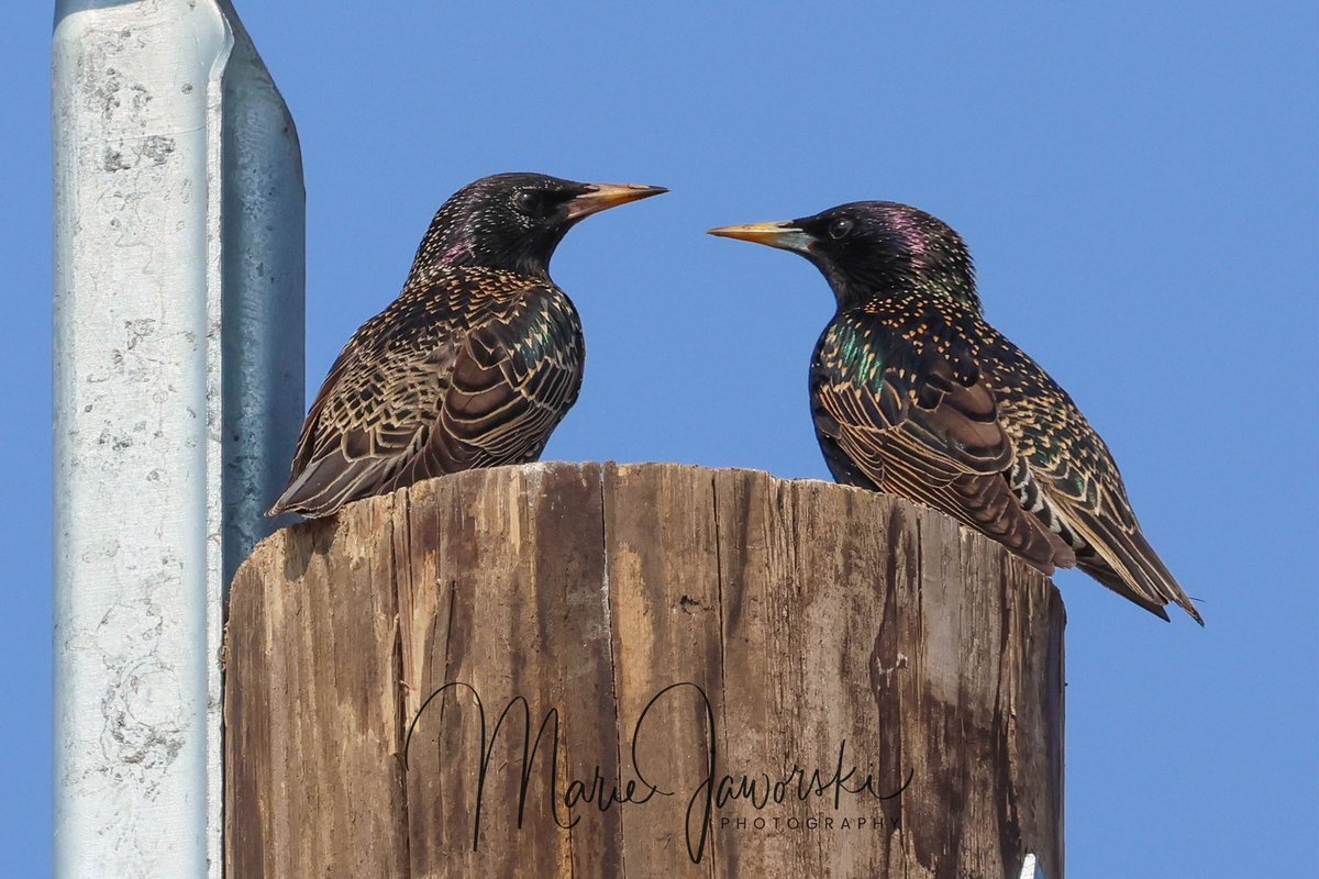 European Starling #birdphotography #starling #BirdsOfX #birds