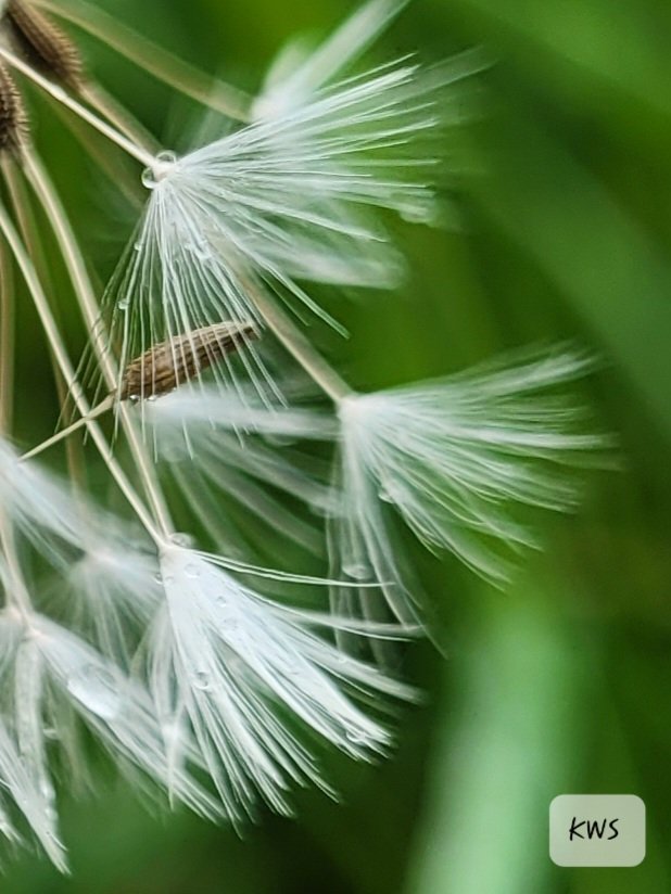 Guten Morgen ihr Lieben... der Wind hat die meisten Fallschirmchen der Pusteblume wegfliegen lassen, ein paar konnten sich aber noch an der Pflanze festhalten, was richtig schön ausgesehen hat... habt alle einen richtig tollen Samstag... ❣️