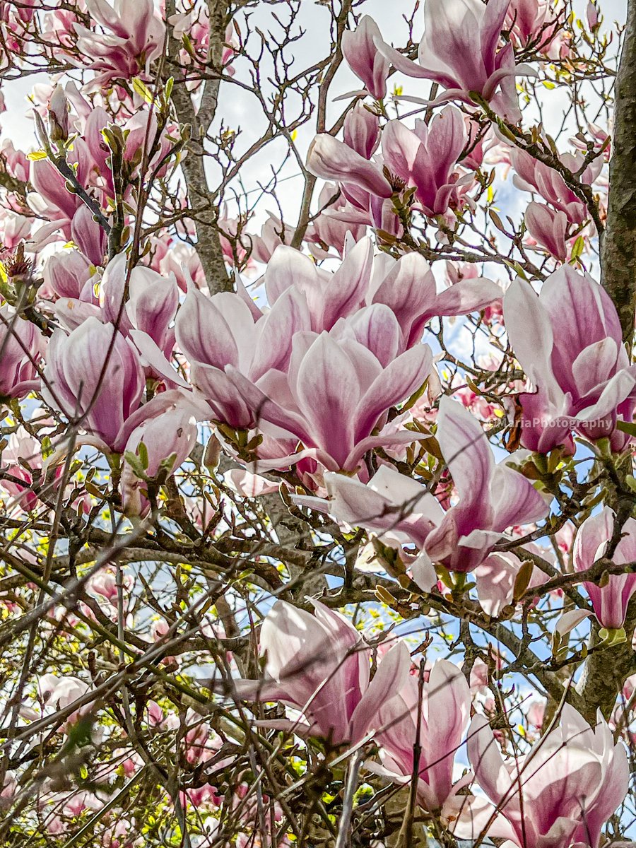 🌸🍃☕️🍃🌺Guten Morgen! Happy Weekend!🌺🍃☕️🍃🌸