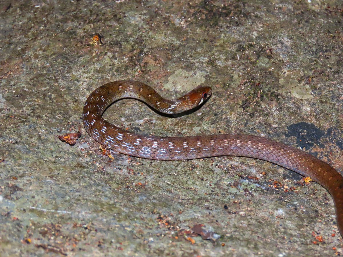 All about last night #herping in the beautiful #rainforests of #Westernghats  -- I saw my first Beddome's Keelback a.k.a. - Nilgiri Keelback! 
Photos captured by my teammates ❤️
#exploringtheghats