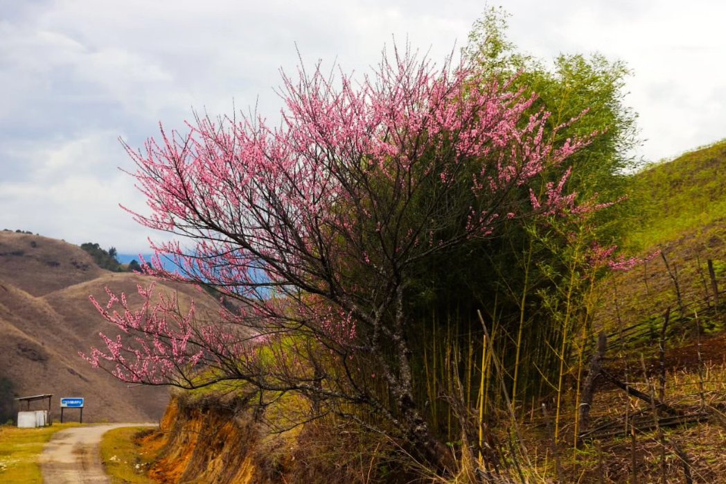 Mechukha blossoming into beauty: Peachy perfection 🍑🌸 #peachblossom 

#Mechukha #mechukhatourism #arunachalpradesh #arunachalpradeshtourism #india #incredibleindia #swadeshdarshan #dekhoapnadesh #pink #blossoming #blossom #peach #flowers