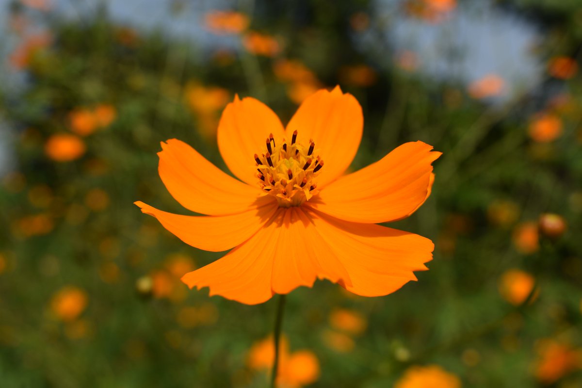 That's a beautiful orange cosmos flower in focus with a blurred background of more cosmos flowers and greenery. The petals are a vibrant orange and the center of the flower is a deep yellow with dark specks.