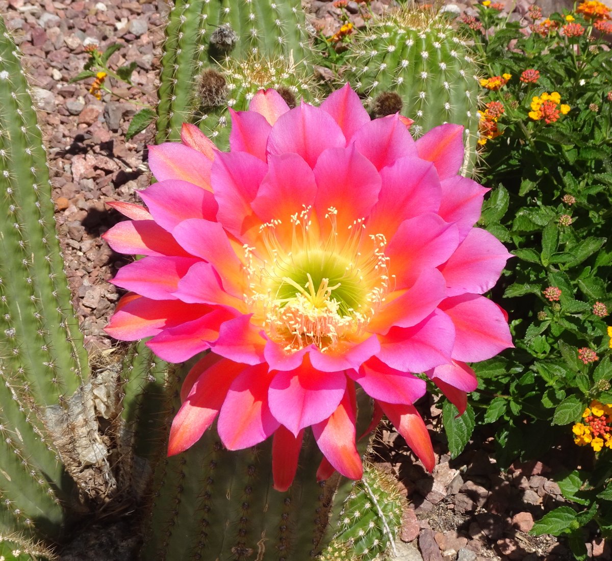 The seemingly ordinary little cactus in my front yard erupted with some of the most beautiful flowers I've ever seen! #CactiAreCool