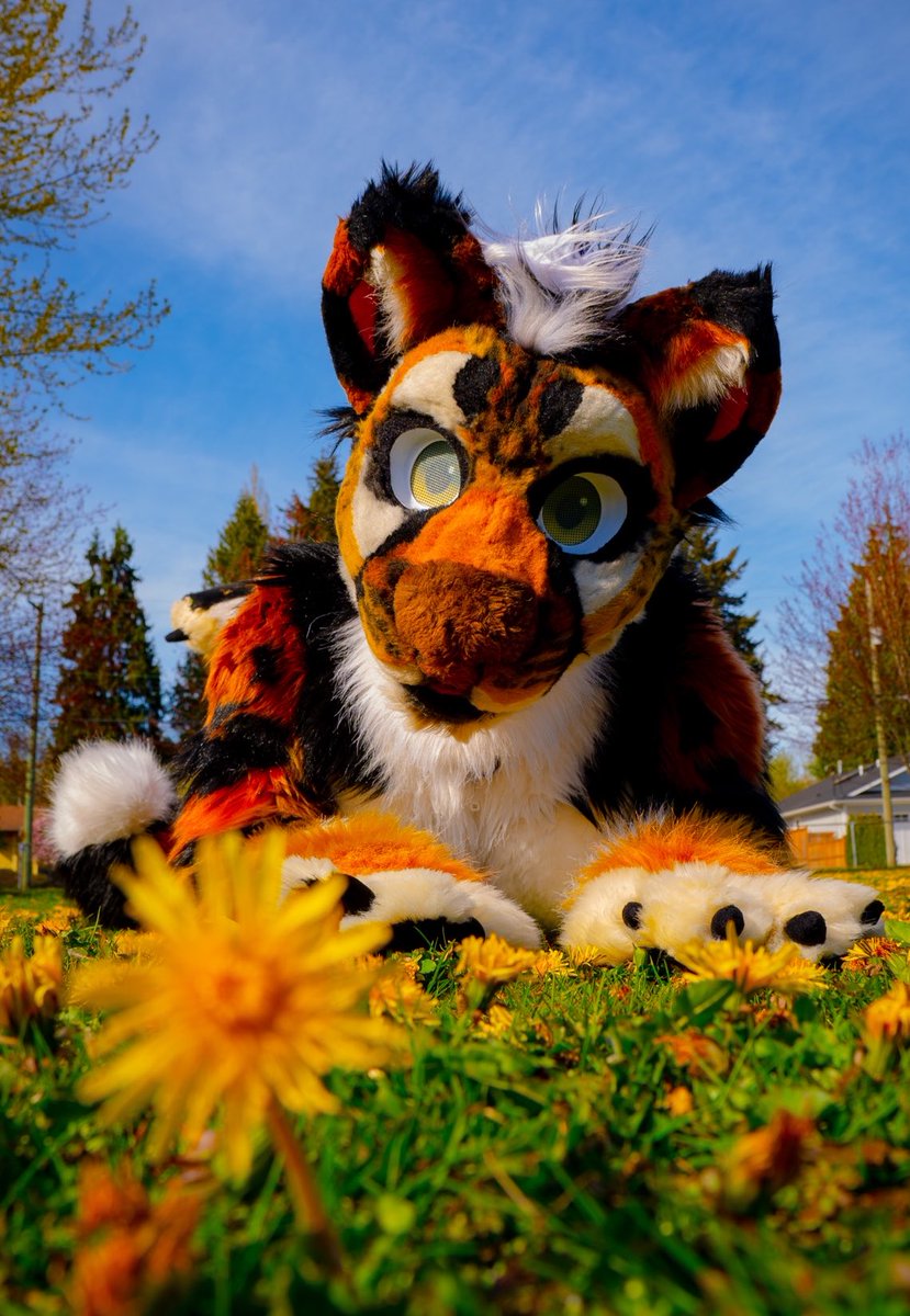 #FursuitFriday PSA: 
Stressed? Dandelions make everything better. 💛
ty <a href="/herelieshashtag/">Jesse Snow</a> 📷