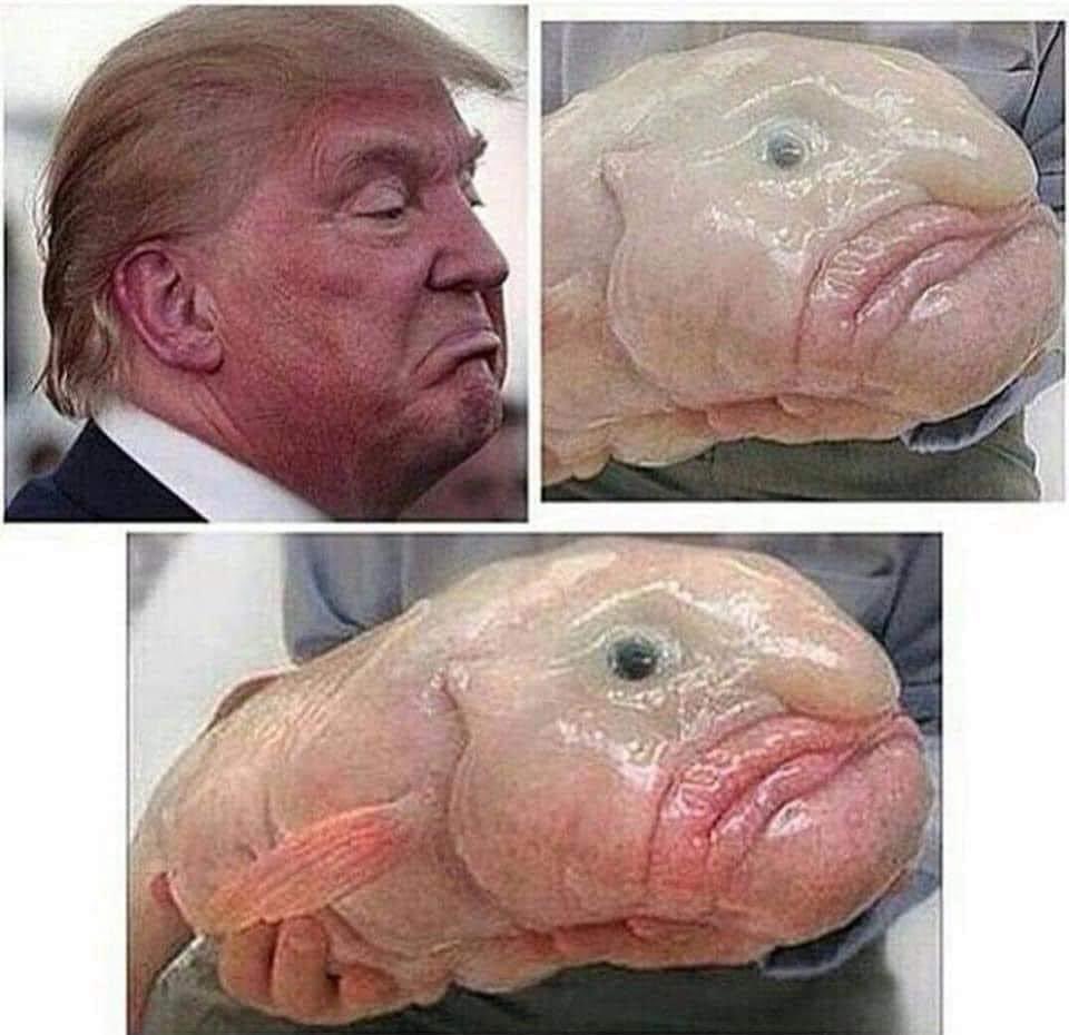 goRubenRuben's tweet photo. Oralè Resisters
Trump sleeping with
The fishes yet?
#SleepyWho https://t.co/NR4eaAYKuW