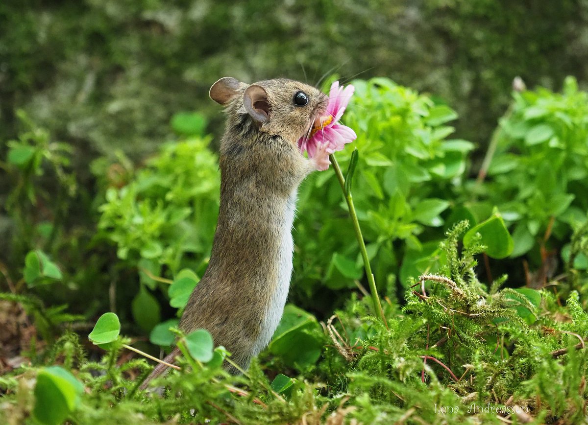 Always take time to smell the flowers 🌸🌸🌸 Jæren Norway @ThePhotoHour #spring #Mouse #NatureLovers #AnimalLovers #NaturePhotography #NatureBeauty