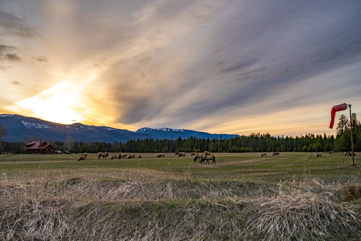 Elk grazing under the sunset this evening