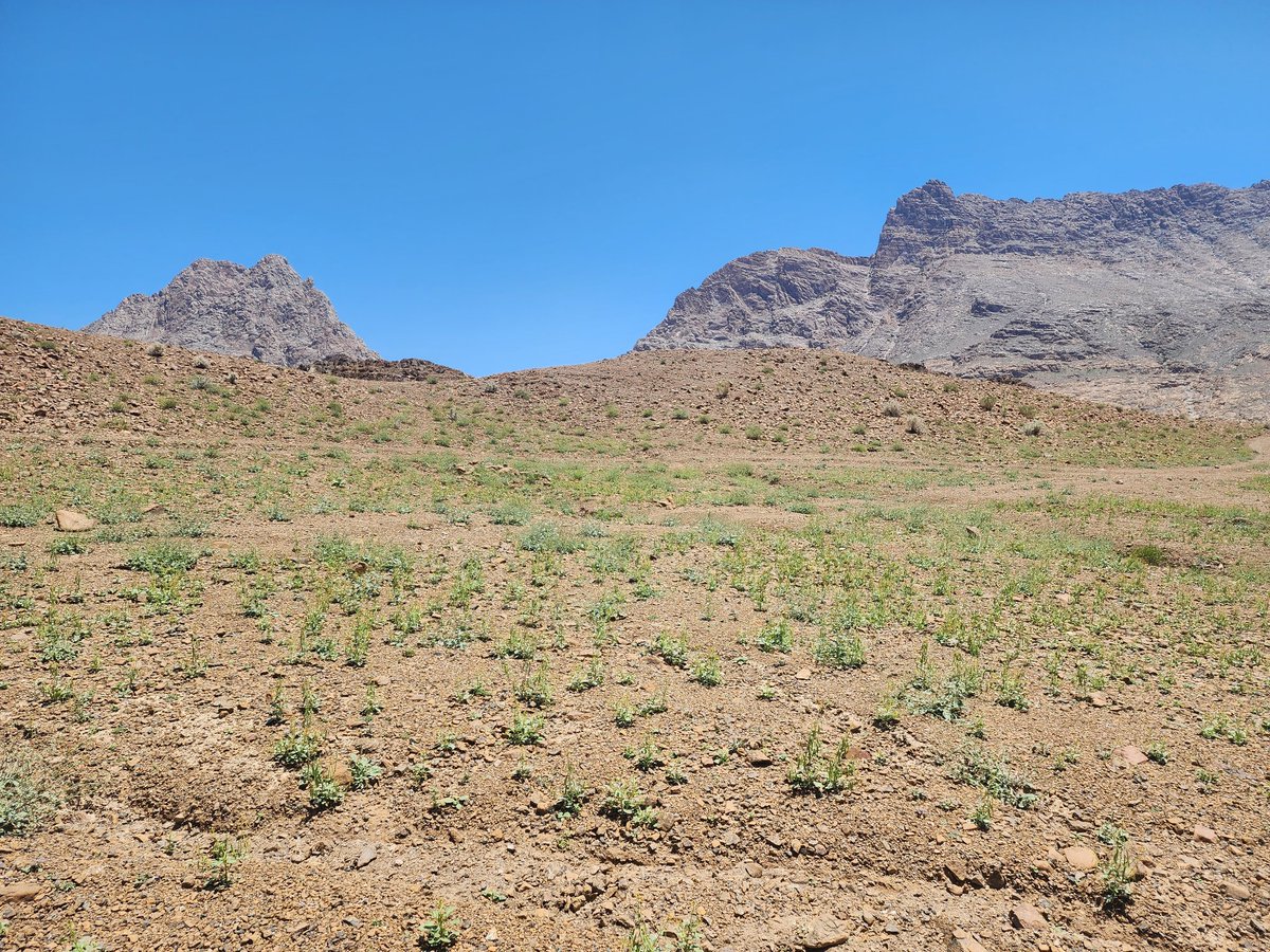 SaifAlHatmi8's tweet photo. Many mix annuals flourish in  wadi al  Hajar after a few weeks of heavy rainfall . https://t.co/CTseGjrO4n
